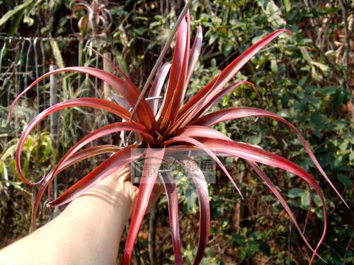 展示 空气凤梨 热带 Tillandsia capitata 'Marron'卡比塔塔'马龙 - 封面