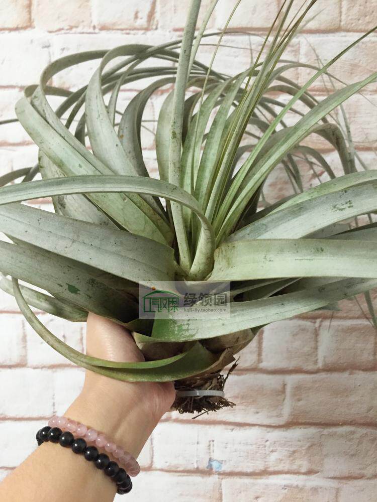 空凤【展示】T.xerographica x fasciculata大型杂交霸王x费西 大
