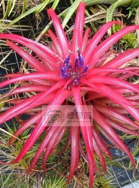 空气凤梨【展示】Tillandsia Capitata Red 卡比红（大号）