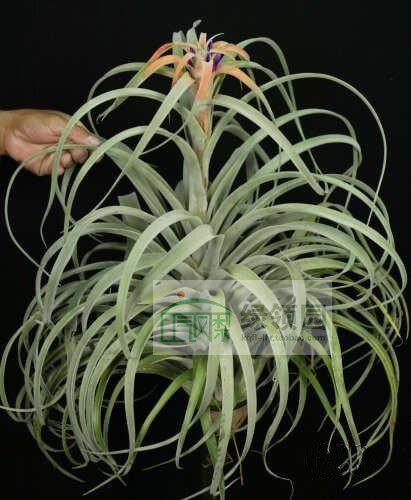 空凤 热带 Tillandsia 'Rio Hondo'热带版特大号
