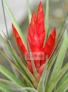 空气凤梨【展示】T.Velutina x Compressa 杂交天鹅 x Compressa