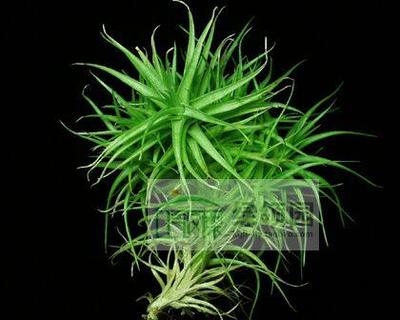 空凤-热带珍品展-Tillandsia aeranthos 'miniata'热带版小小我