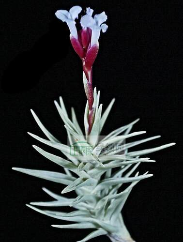 空凤【热带珍品】T. tenuifolia v.cocoensis SEL91-0091A
