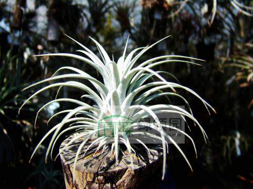 展示 空气凤梨 T. xerographica x ionantha稀有杂交霸王精灵