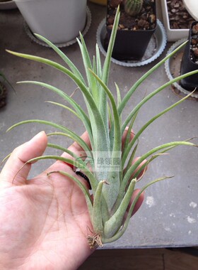 展示 空气凤梨 T.Lil Tough Guy (mitlaensis X ionantha)