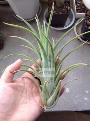 展示 空气凤梨 T.Lil Tough Guy (mitlaensis X ionantha)