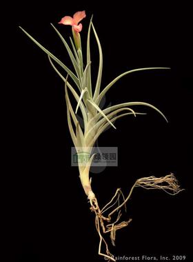 空凤【展示】T. Mystic Trumpet(alber.x xiphioides)红花瓣x媳妇