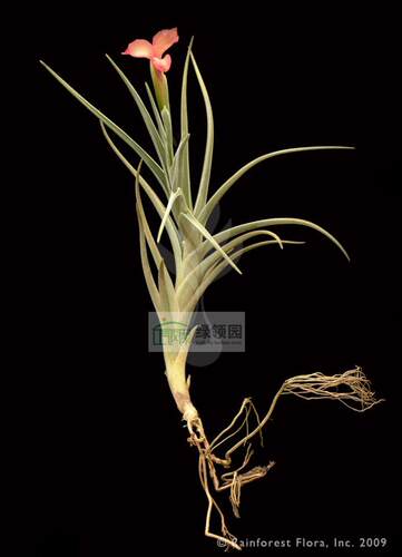 展示 空凤 T. Mystic Trumpet(alber.x xiphioides)红花瓣x媳妇