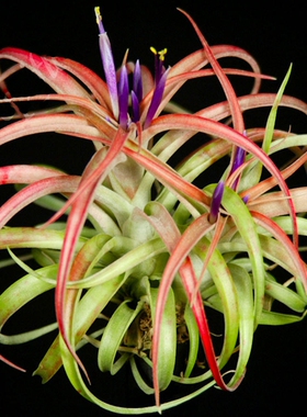 空气凤梨  热带 T.capitata'Hondurensis' 变种卡比洪都拉斯