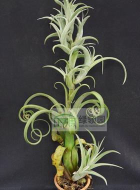 空气凤梨【展示】T.intermedia X strephylla花中花×电卷巨型