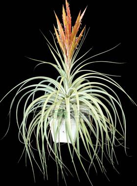 空气凤梨【展】T.fasciculata Tropiflora x concolor费西空可乐