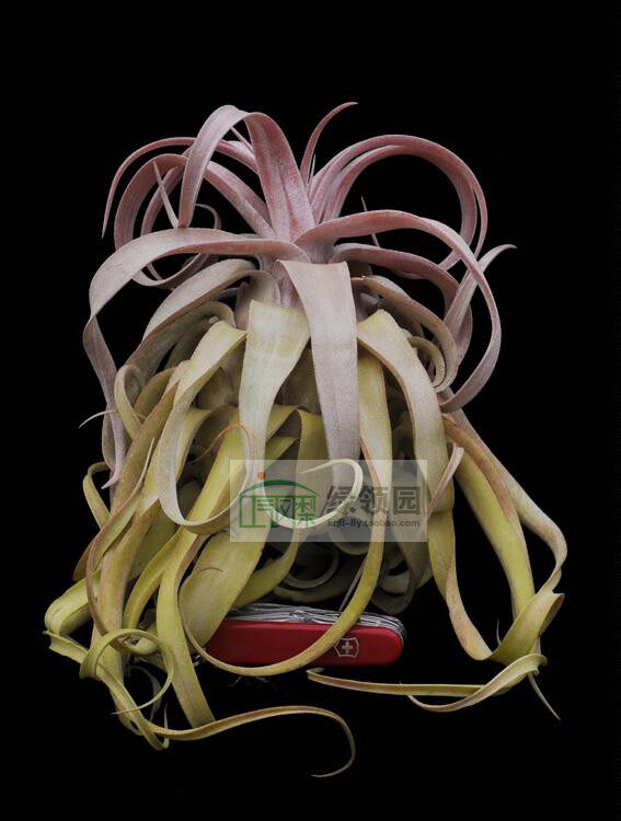 空气凤梨 精品 Tillandsia 'Regal Rene' 电卷x香槟
