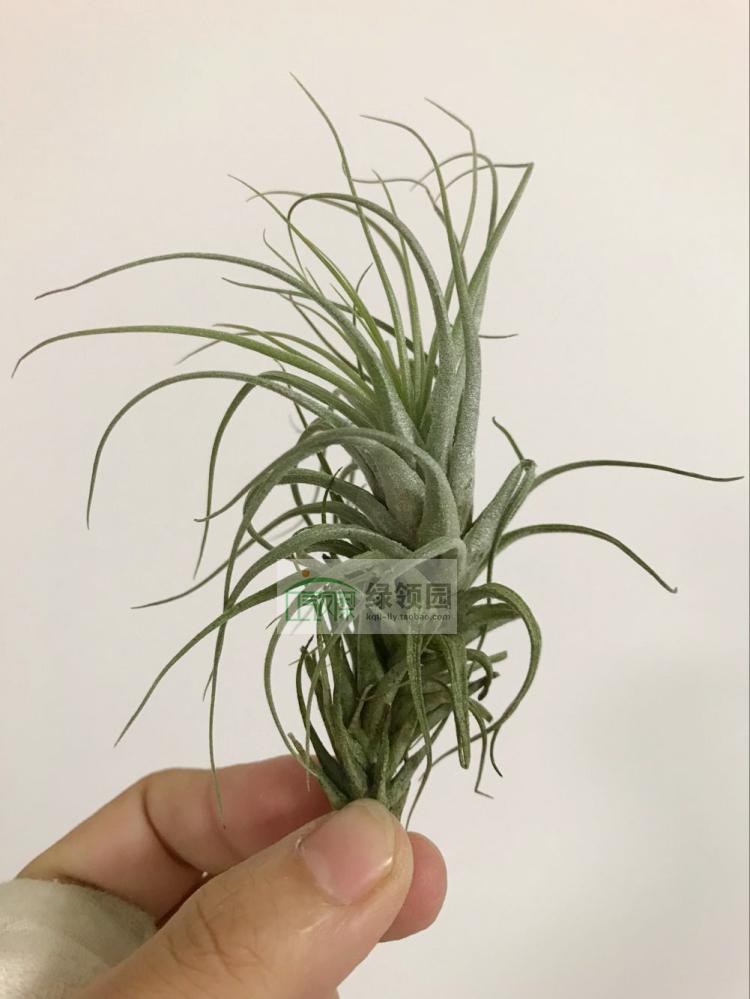 展示 空气凤梨 Tillandsia Heteromorpha 大狐狸尾巴 - 实物图
