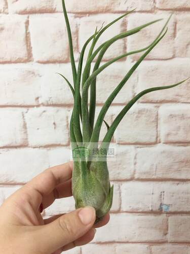 展示 空气凤梨 T. Seleriana x Caput Purple犀角×紫美杜莎