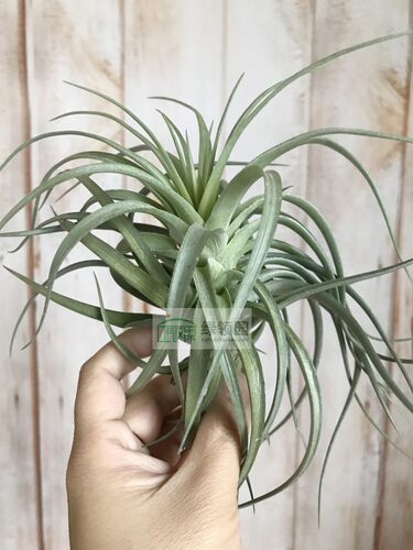 展示 空凤 Tillandsia Stricta Stiff Gray Giant 多国硬灰巨型