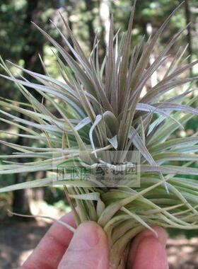 展示 空气凤梨 Tillandsia Aeranthos Purple Leather 紫色康乃馨