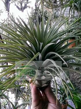 展示 空凤 T.Foliar Fountain(exserta X concolor)喷泉x空可乐