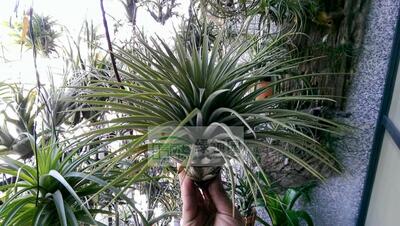 展示 空凤 T.Foliar Fountain(exserta X concolor)喷泉x空可乐