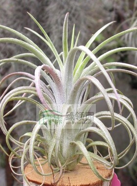 展示 空凤 T.Jumping For Joy(T.exserta x ionantha)喷泉x精灵