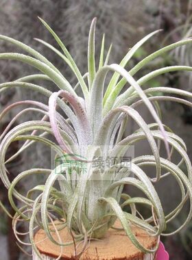 展示 空凤 T.Jumping For Joy(T.exserta x ionantha)喷泉x精灵