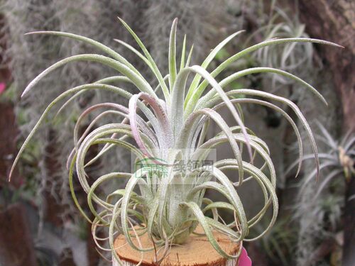 展示 空凤 T.Jumping For Joy(T.exserta x ionantha)喷泉x精灵