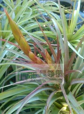 展示 空气凤梨 Tillandsia Concolor x Acostae 美花杂交品种