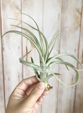 展示 空气凤梨 Tillandsia Intermedia x Concolor 花中花x空可乐