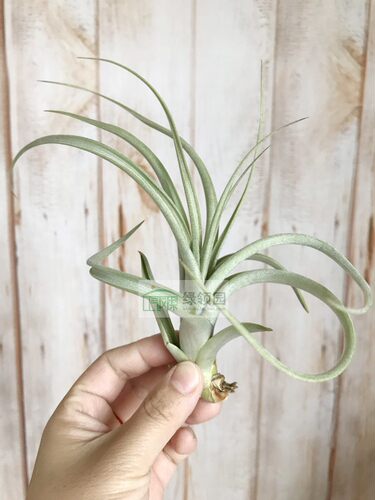 展示 空气凤梨 Tillandsia Intermedia x Concolor 花中花x空可乐