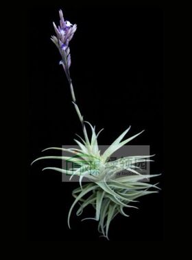 展示 空凤 热带珍品 Tillandsia purpurea Grande沙漠之星巨型种