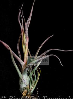 展示 空气凤梨 鸟岩 T.baileyi x paucifolia 贝艺利x红女王
