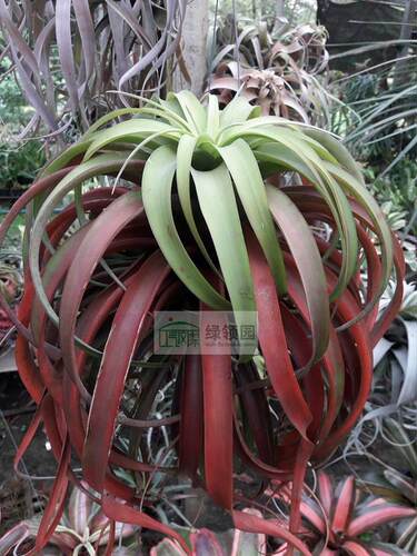 展示 空气凤梨 热带 Tillandsia riohondoensis 原生品种