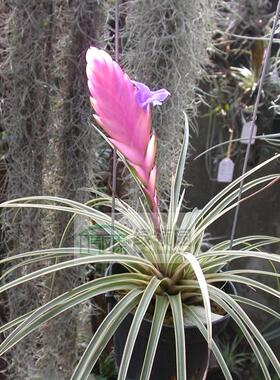 展示 空凤 热带 Tillandsia cyanea variegated锦化球拍（香）