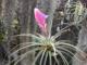 空凤 variegated锦化球拍 热带 展示 Tillandsia cyanea 香