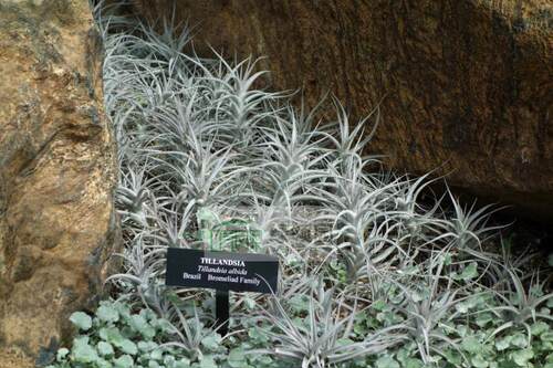展示 空气凤梨 Tillandsia Albida 阿比达