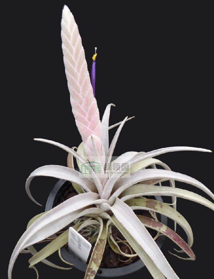 展示 空气凤梨 热带 Tillandsia chiapensis 香槟