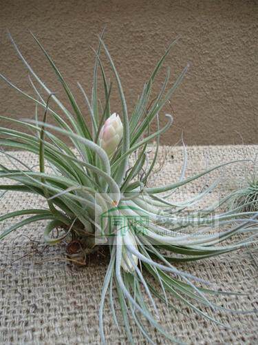 空气凤梨【展示】Tillandsia Stricta Hybrid 多国杂交