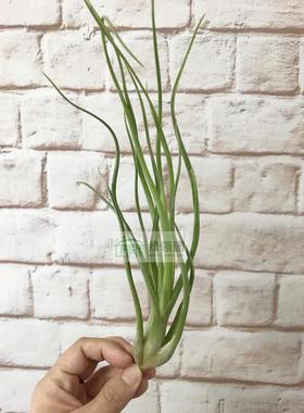 展示 空凤 T.Kaleidoscope(rothii X bulbosa Gigante)柔婷x章鱼