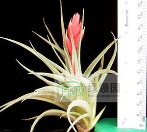 空气凤梨【展示】T. Recurv.v Subsecundifolia 橘色花球青苔