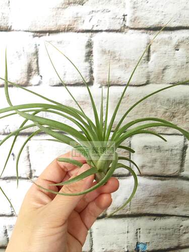 展示 空气凤梨 Tillandsia Rolling Up 罗兰 X acostae