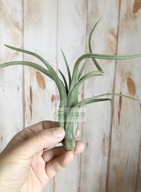 展示 空气凤梨 Tillandsia Ionantha x Paucifolia花中花×红女王
