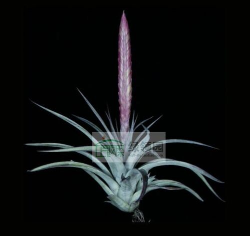 展示 空气凤梨 热带 Tillandsia Silver Sword