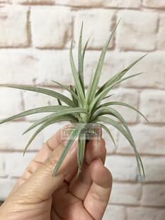 展示 空气凤梨 Tillandsia Best Medusa Class 霸王柔婷x美杜莎