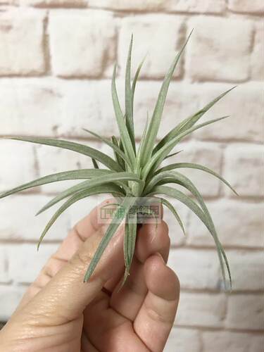 展示 空气凤梨 Tillandsia Best Medusa Class 霸王柔婷x美杜莎