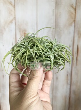 展示 精品 空气凤梨 Tillandsia Cacticola Clump 仙人掌群生
