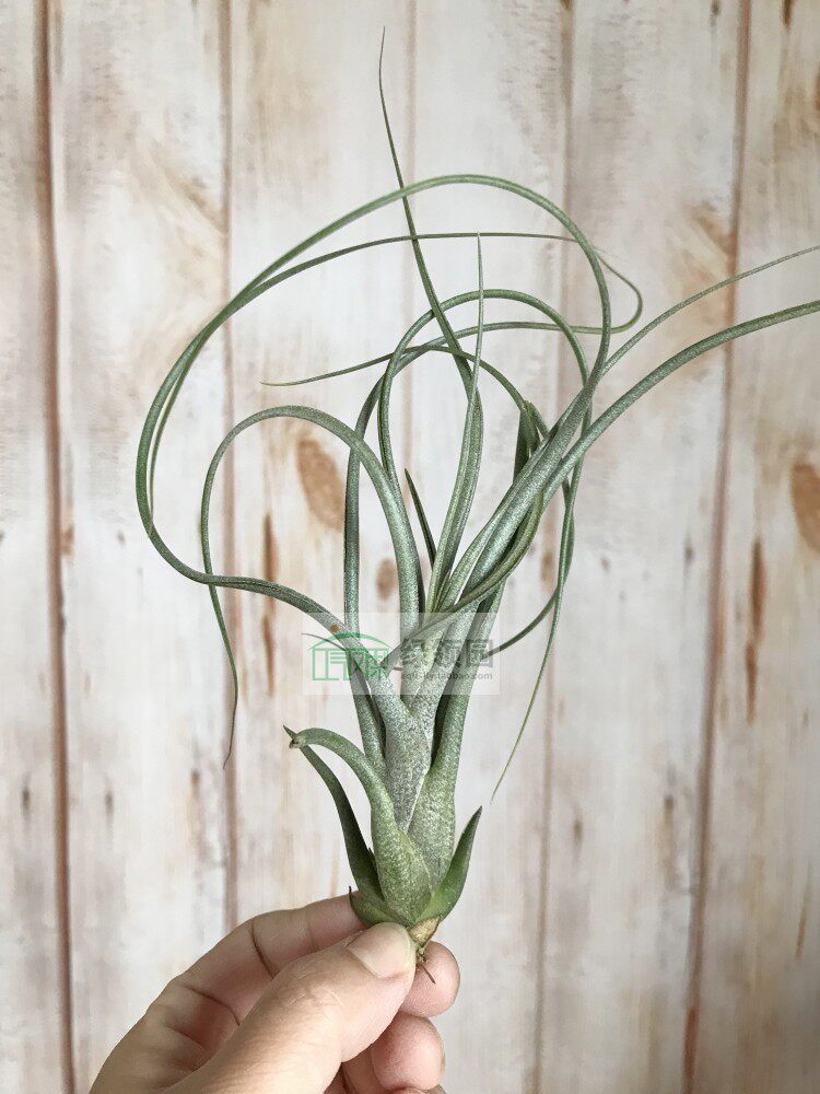 空气凤梨 tillandsia butzii x seleriana 虎斑×犀角