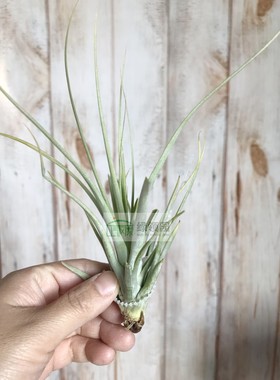 空气凤梨 鸟岩 T.Sunrise(rothii x juncea）杂交柔婷x大三色