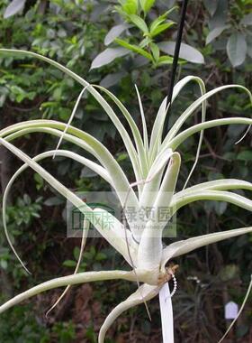 空气凤梨【展示】Tillandsia humilis 超稀有品种 棕花彗星