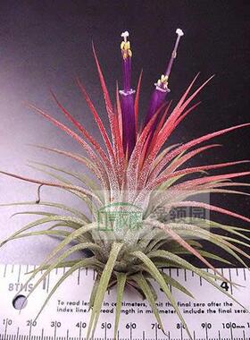 展示 空气凤梨 Tillandsia Ionantha Selecta Large 赛兰精灵