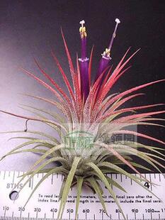 展示 空气凤梨 Tillandsia Ionantha Selecta Large 赛兰精灵