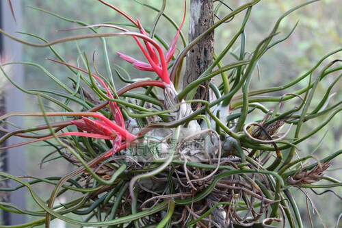 展示 空气凤梨 Tillandsia bulbosa 章鱼